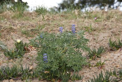Lupinus cosentinii, photographed by Tony Rebelo