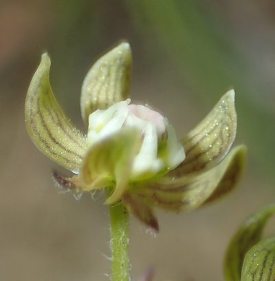 Schizoglossum cordifolium, photographed by Nicola van Berkel