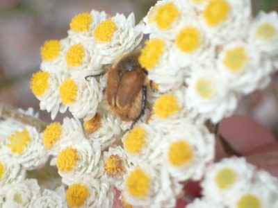 Helichrysum felinum, photographed by Nicola van Berkel