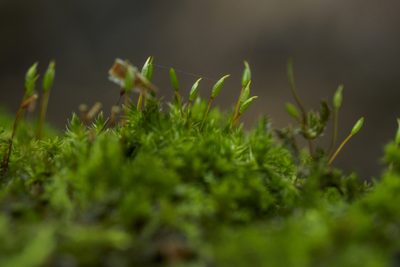 Platygyrium repens, photographed by Азат Кадиров