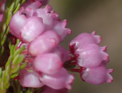 Erica gracilis, photographed by Nicola van Berkel