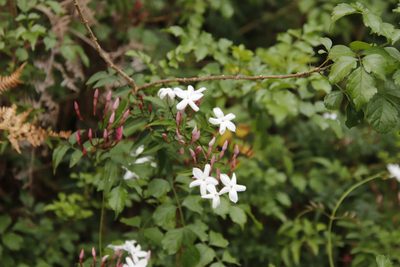 Jasminum polyanthum, photographed by Tony Rebelo