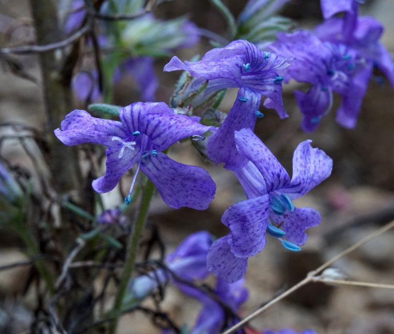 Ipomopsis macombii, photographed by Andrew Tree