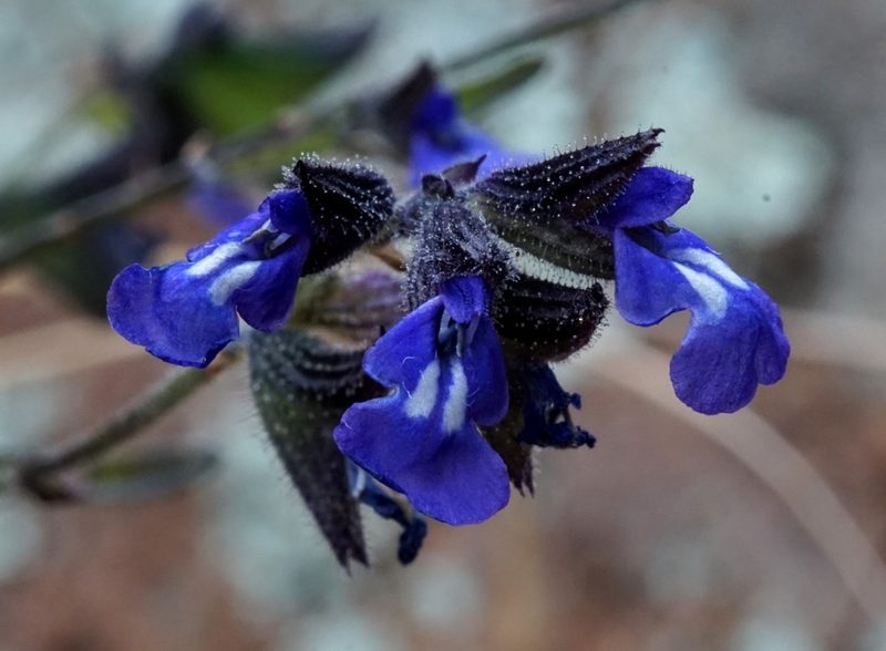 Salvia subincisa, photographed by Andrew Tree