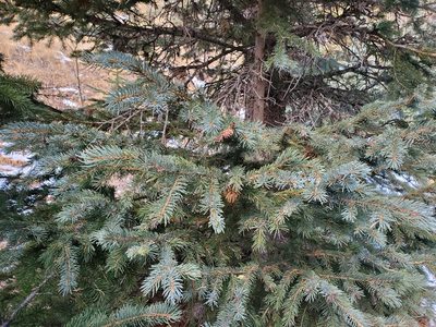 Picea pungens, photographed by Will Kuhn