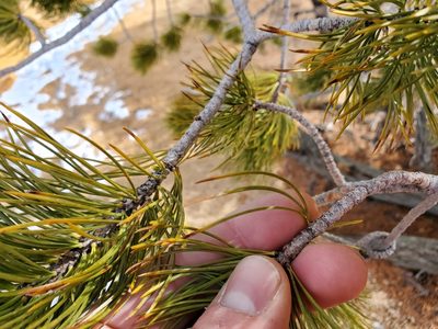 Pinus flexilis, photographed by Will Kuhn