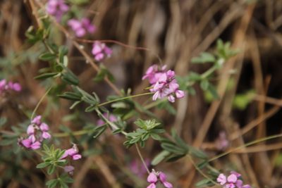 Indigofera filiformis, photographed by Tony Rebelo