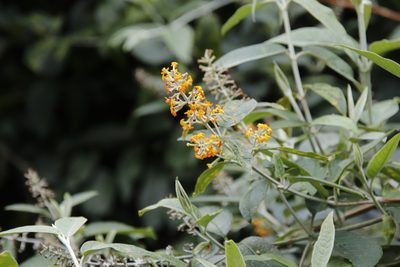 Buddleja madagascariensis, photographed by Tony Rebelo