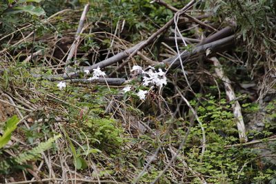 Jasminum polyanthum, photographed by Tony Rebelo