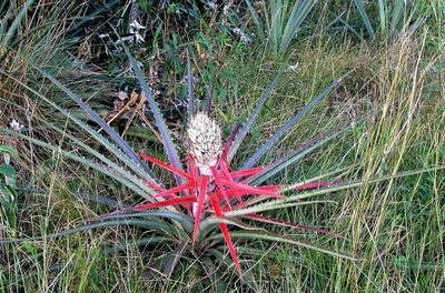 Bromelia balansae, photographed by Hugo Hulsberg