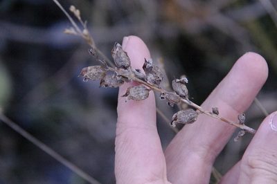 Pedicularis lanceolata