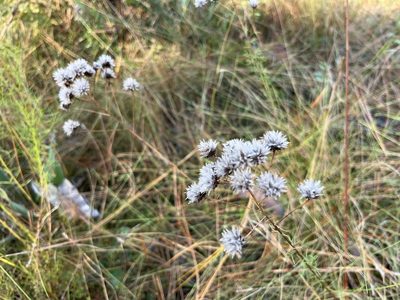 Dalea pinnata, photographed by Darren Oh