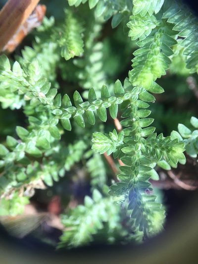 Selaginella ludoviciana, photographed by Jessica