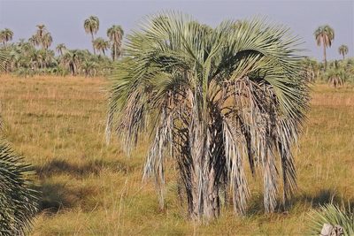 Butia yatay, photographed by Hugo Hulsberg
