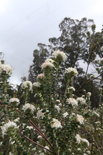Pimelea nivea, photographed by Cowirrie