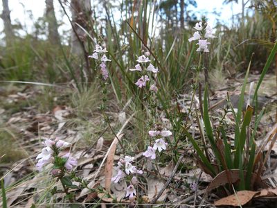 Euphrasia collina, photographed by Cowirrie