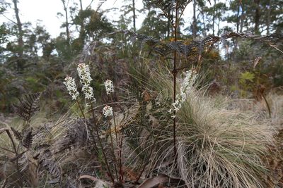 Stackhousia monogyna, photographed by Cowirrie