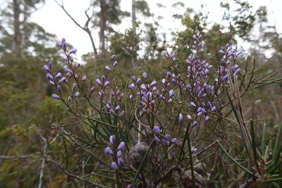 Comesperma volubile, photographed by Cowirrie