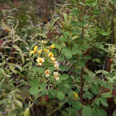 Goodia lotifolia, photographed by Cowirrie
