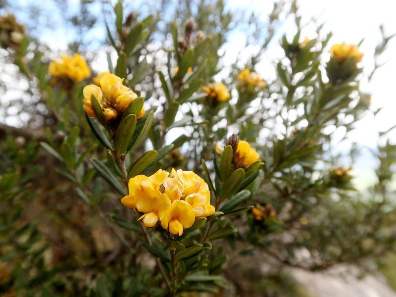 Oxylobium ellipticum, photographed by Cowirrie