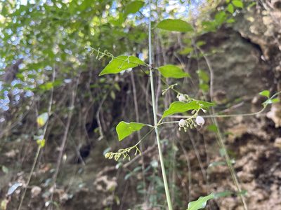 Chiococca alba, photographed by Darren Oh