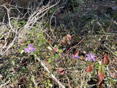 Symphyotrichum concolor, photographed by Darren Oh