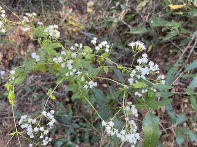 Ageratina jucunda, photographed by Darren Oh