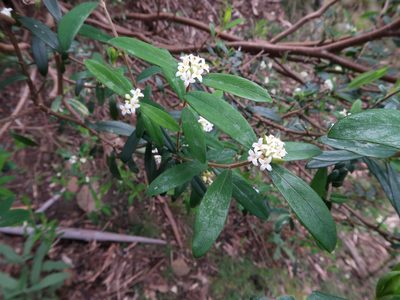 Pimelea drupacea, photographed by Cowirrie
