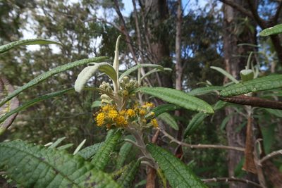 Bedfordia salicina, photographed by Cowirrie