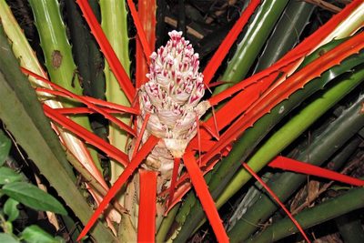 Bromelia balansae, photographed by Hugo Hulsberg