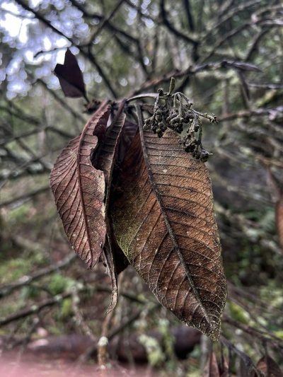 Brunellia acutangula, photographed by Nicolás Baresch Uribe