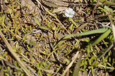 Dentella repens, photographed by Isaiah Findley