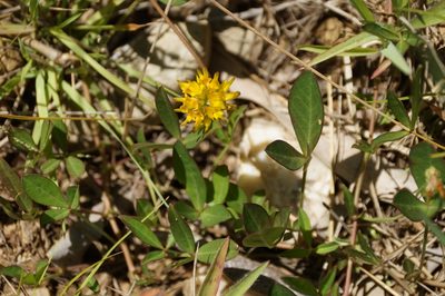 Listia bainesii, photographed by Isaiah Findley