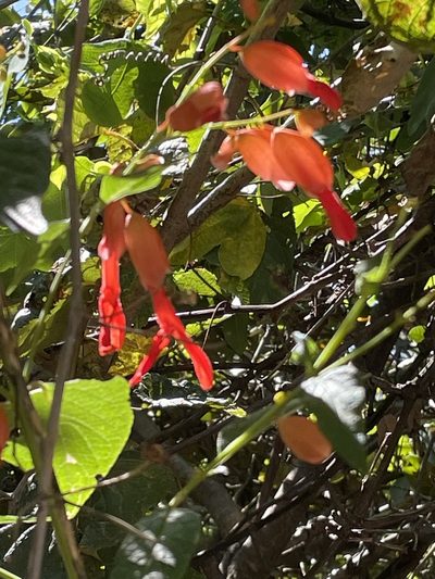 Salvia sessei, photographed by Rafael Cano