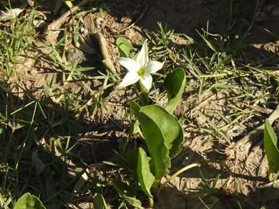 Jaborosa integrifolia, photographed by Eduardo Luis Beltrocco