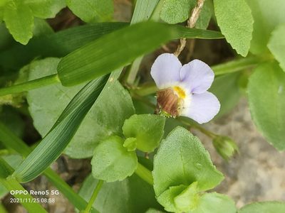 Yamazakia pusilla, photographed by Ong Jyh Seng