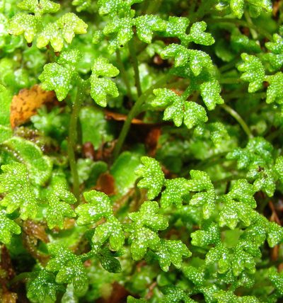 Neohodgsonia mirabilis, photographed by Lisa Bennett