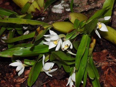 Maxillaria lutescens, photographed by Sidnei Dantas