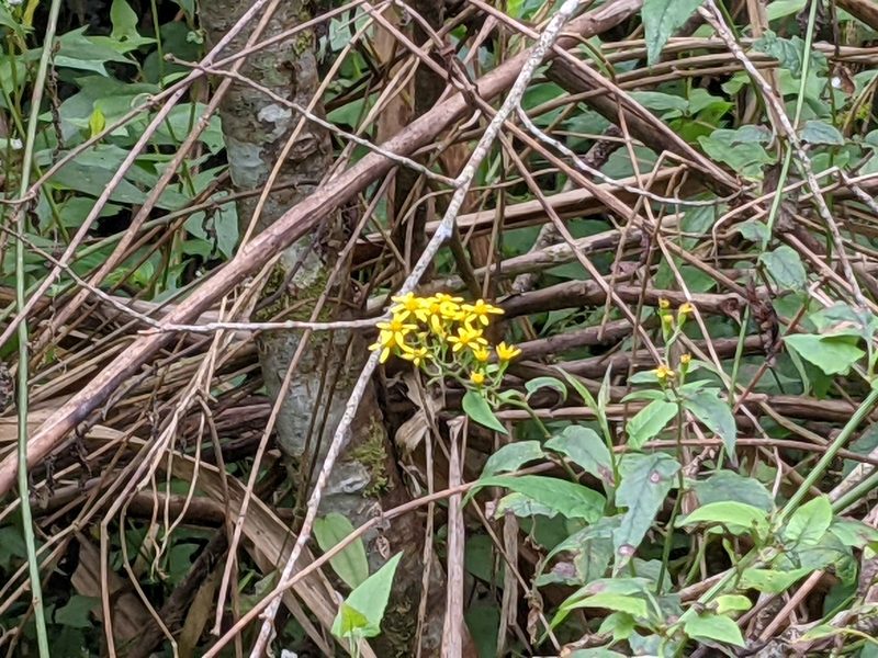 Senecio scandens, photographed by Chen Jia Hong