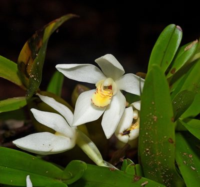 Maxillaria lutescens, photographed by Sidnei Dantas