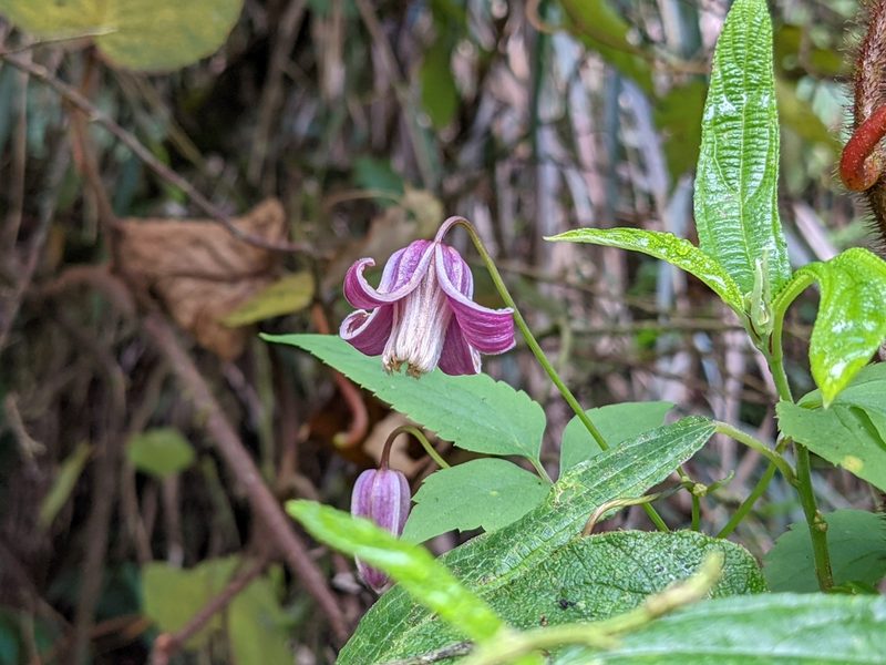Clematis lasiandra, photographed by Chen Jia Hong