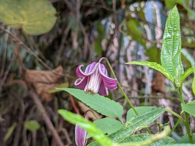 Clematis lasiandra, photographed by Chen Jia Hong