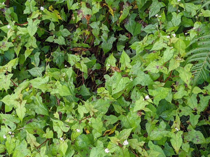 Polygonum biconvexum, photographed by Chen Jia Hong