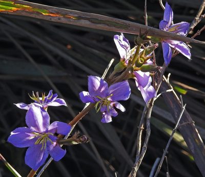 Chaetogastra gracilis, photographed by Hugo Hulsberg