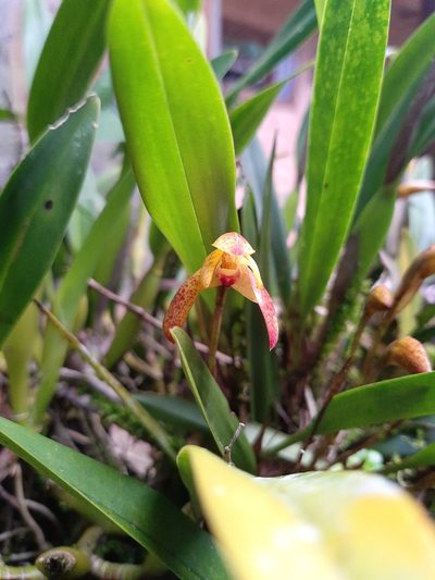 Maxillaria cryptobulbon, photographed by Ángela María Gómez M