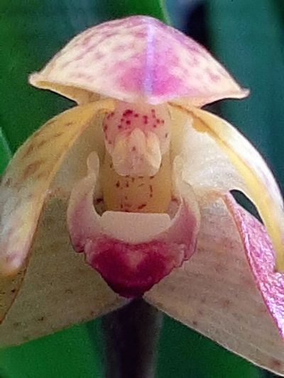 Maxillaria cryptobulbon, photographed by Ángela María Gómez M