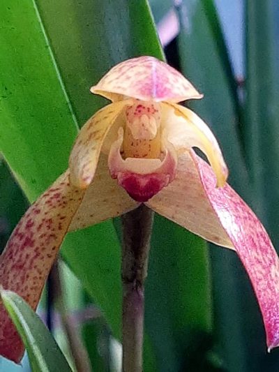 Maxillaria cryptobulbon, photographed by Ángela María Gómez M