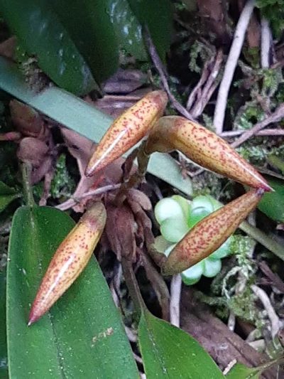 Maxillaria cryptobulbon, photographed by Ángela María Gómez M