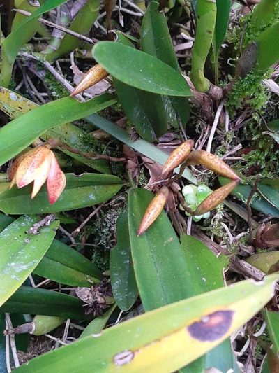Maxillaria cryptobulbon, photographed by Ángela María Gómez M
