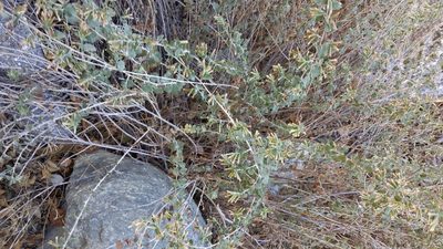 Brickellia californica, photographed by velodrome